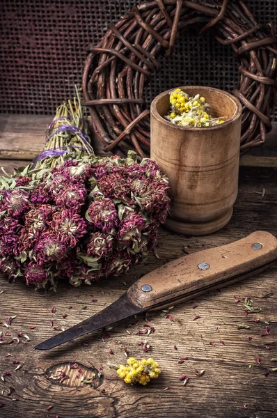 Ervas medicinais — Fotografia de Stock