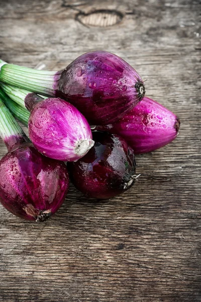 Balken Ernte farbige Zwiebeln — Stockfoto