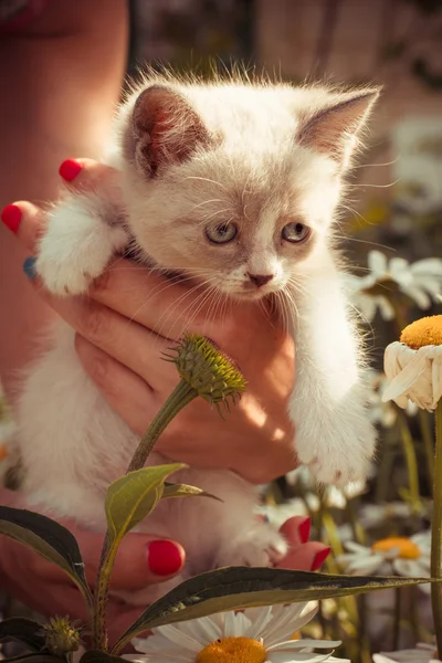 Young kitten first sees the street. — Stockfoto