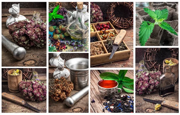 Recolección de hierbas medicinales para la cosecha medicinal —  Fotos de Stock