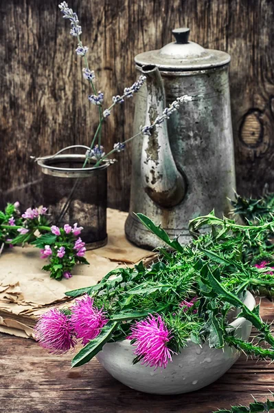 Schnittblumen stachelige Distel — Stockfoto