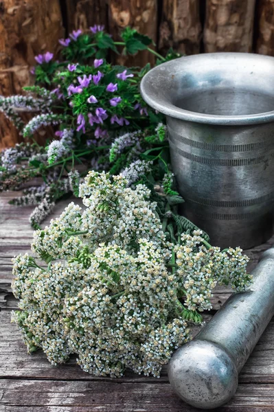 La menta es una planta herbácea perenne —  Fotos de Stock