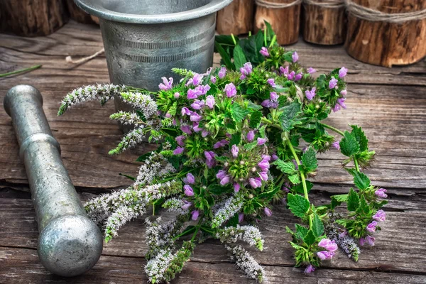 박하는 다년생 초본 식물 — 스톡 사진