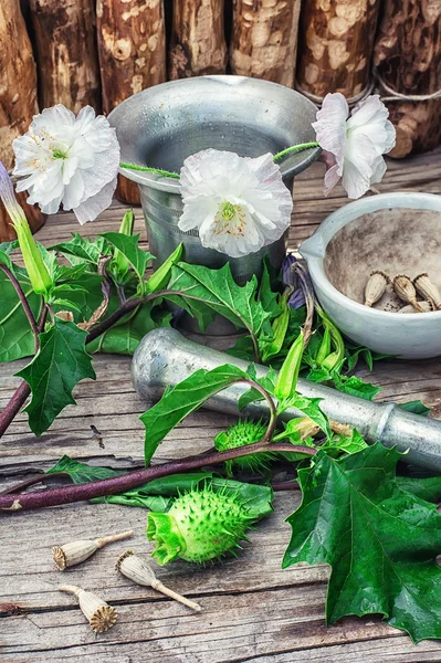 Datura το stramonium — Φωτογραφία Αρχείου