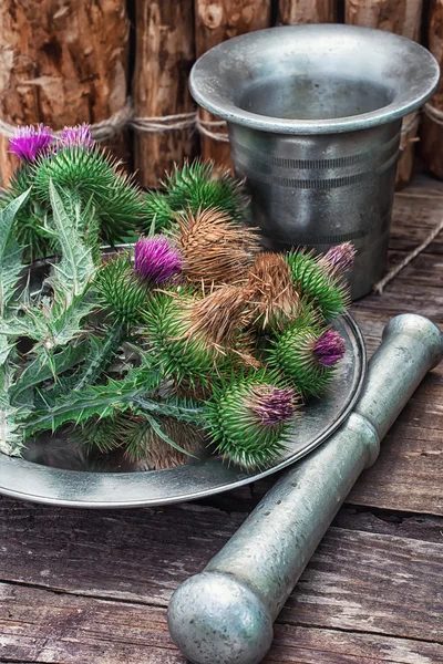 Thistle — Stock Photo, Image