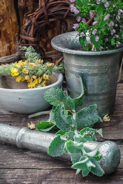 Pfefferminze ist mehrjährige krautige Pflanze — Stockfoto