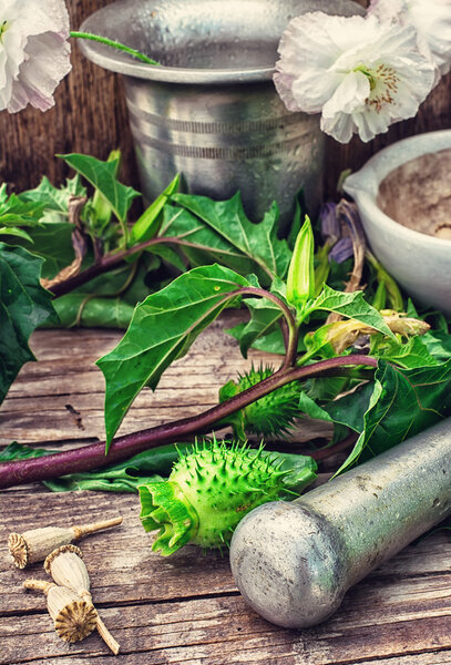 Датура Страмонте
