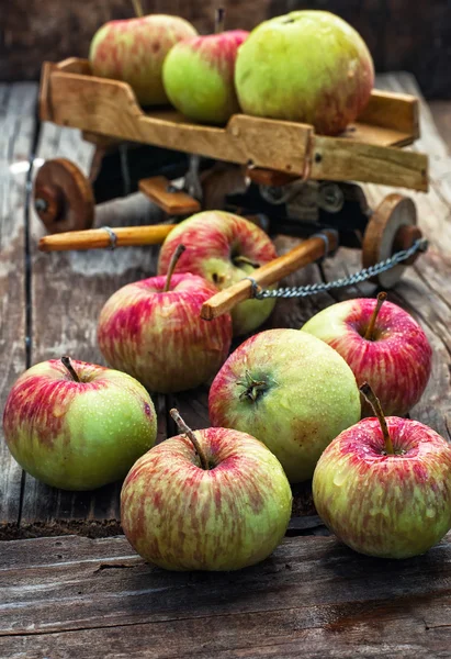 秋の収穫のリンゴ — ストック写真