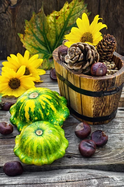 Stilleben med hösten squash — Stockfoto