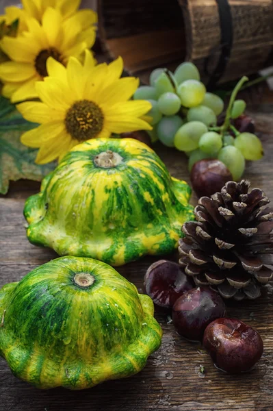 Skörden squash — Stockfoto