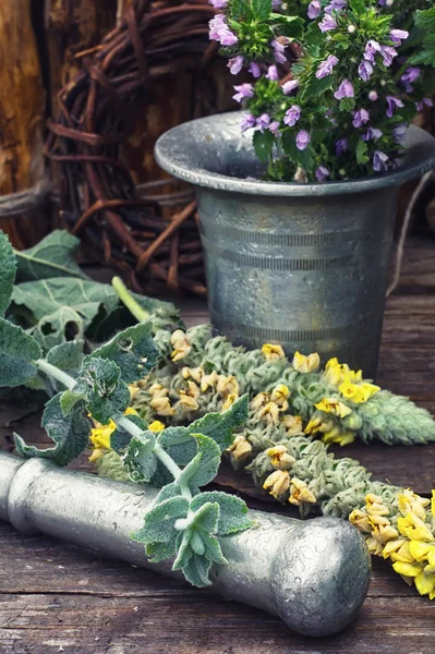 Colheita de ervas medicinais — Fotografia de Stock