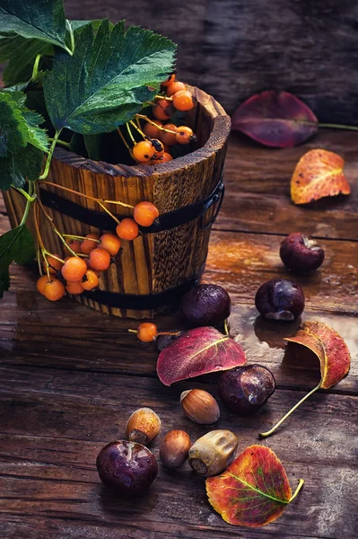 Herbststilleben — Stockfoto