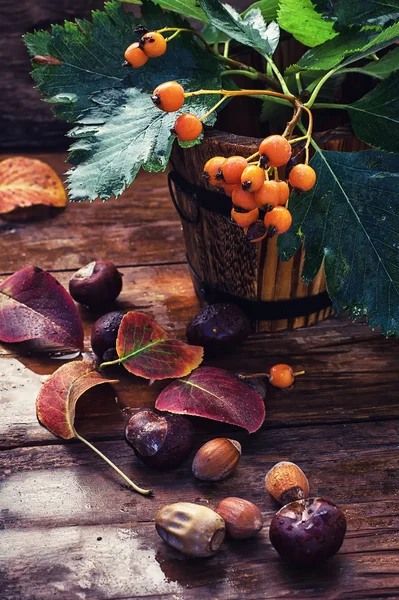 Autumn still life — Stock Photo, Image