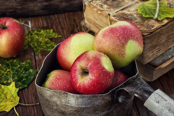 Herbsternte der Äpfel — Stockfoto