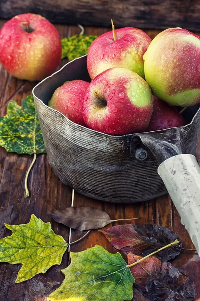 autumn harvest of apples