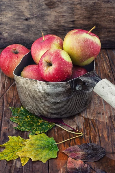 Осенний сбор яблок — стоковое фото
