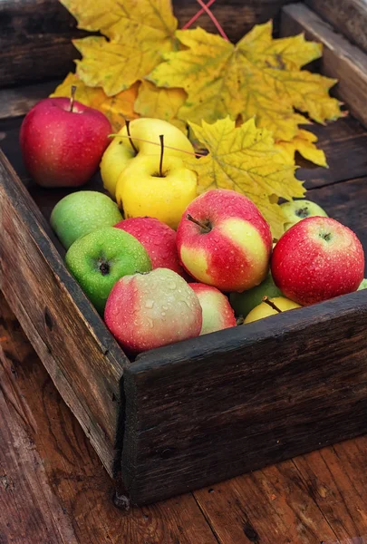 Autumn apple in  rural style. — Stock Photo, Image