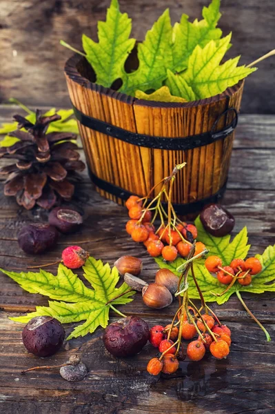 Still-life autumn leaves — Stock Photo, Image