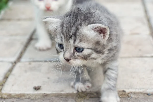 Милый маленький котенок — стоковое фото