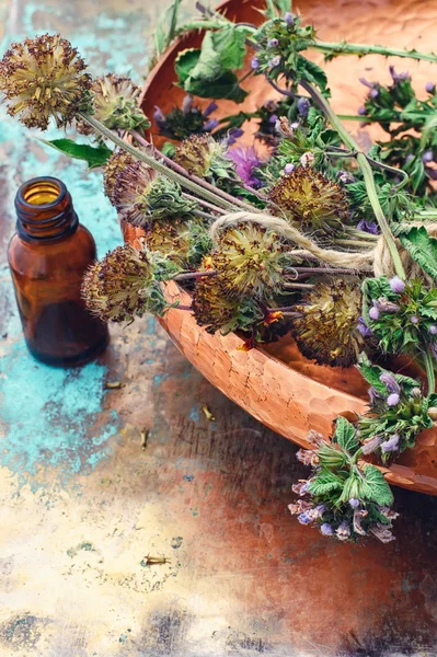 Bodegón con hierbas medicinales de cosecha — Foto de Stock