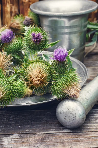 Still life with harvest medicinal herbs — Stock Photo, Image