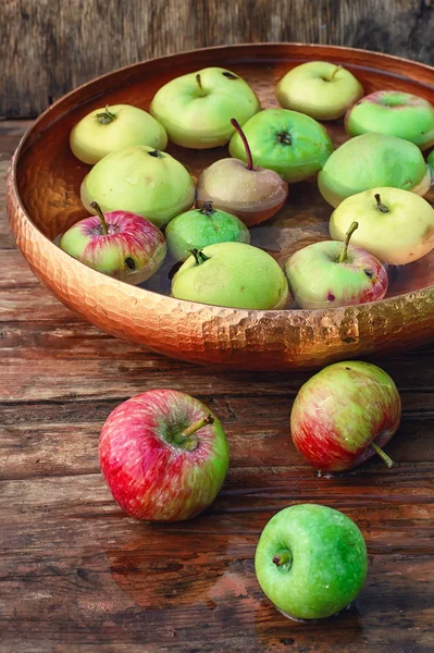 Herbsternte der Äpfel — Stockfoto