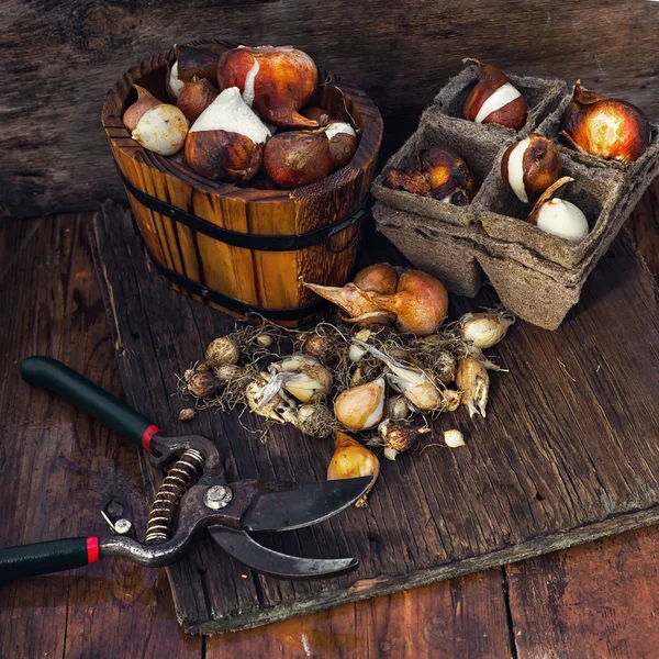 Spring seedlings in wooden bucket — Stock Photo, Image