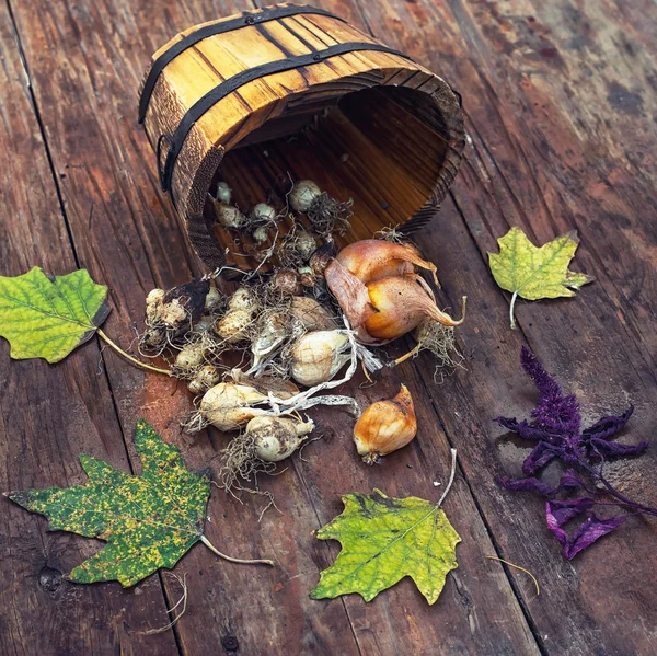 Piantine primaverili in secchio di legno Immagine Stock