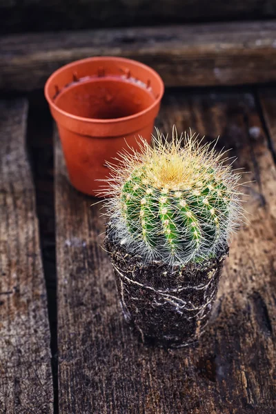 Schöner kleiner Kaktus — Stockfoto
