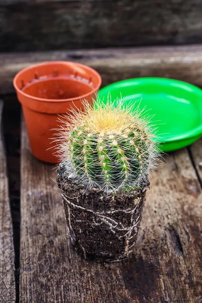 Schöner kleiner Kaktus — Stockfoto