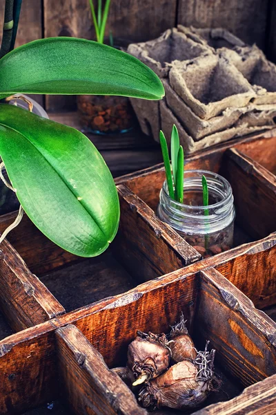 Flowers sprouted in glass jars — Stock Photo, Image