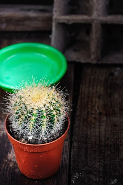 Bellissimo cactus — Foto Stock