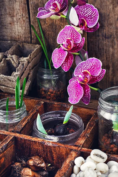 Växtförädling på våren — Stockfoto