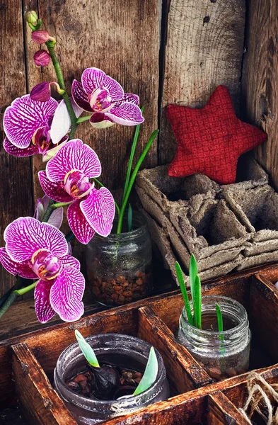 Crianza de plantas en primavera —  Fotos de Stock