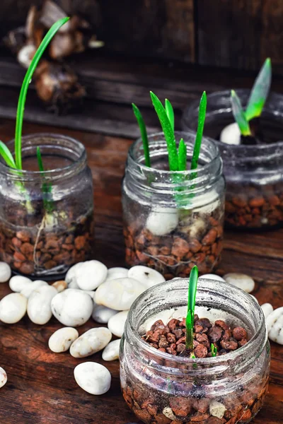 Brotes de primavera en frascos — Foto de Stock