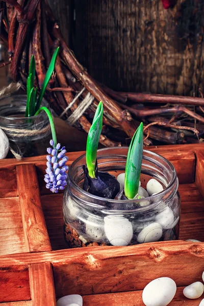 Brotes de primavera —  Fotos de Stock