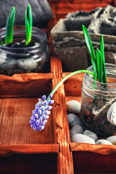 Brotes de primavera —  Fotos de Stock