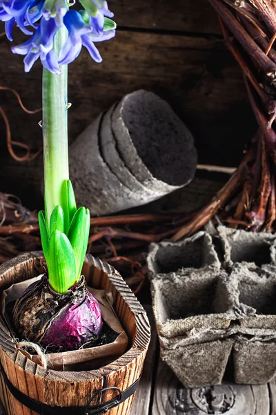 Spring blooming hyacinth — Stock Photo, Image