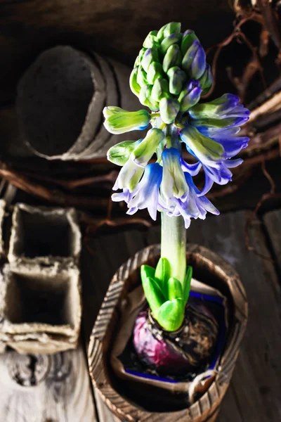 Jacinto floreciente de primavera —  Fotos de Stock