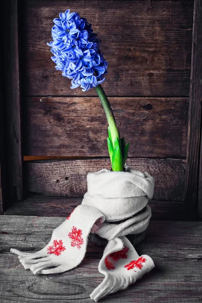 Hyacinth envolto em cachecol — Fotografia de Stock
