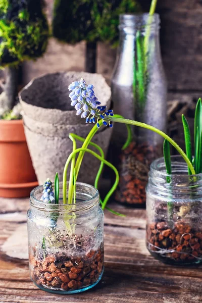 Coeruleo de Muscari floreciente — Foto de Stock