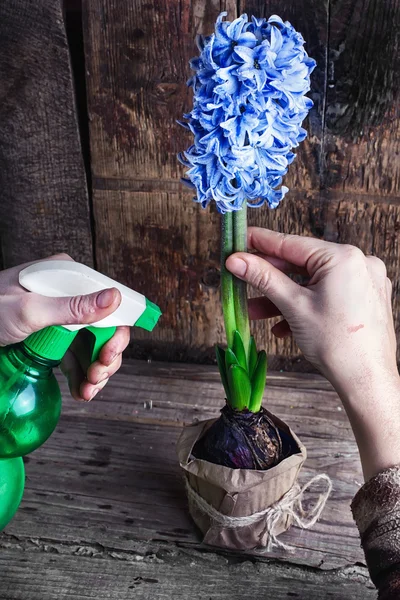 Caring for hyacinth — Stock Photo, Image