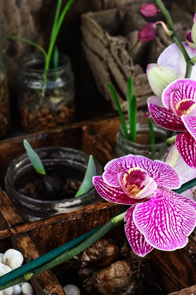 Frühlingssprossen Orchidee — Stockfoto