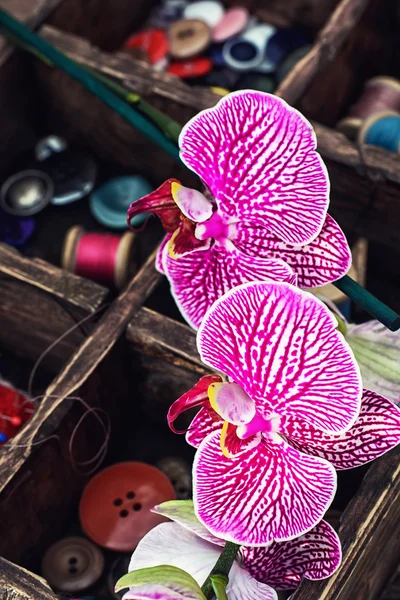 Forniture per cucire e orchidee — Foto Stock