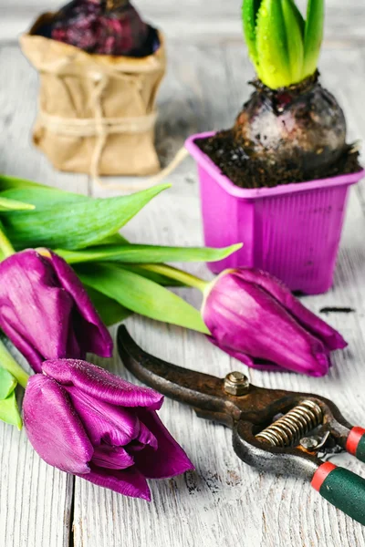 Stillleben mit Frühlingsblumen — Stockfoto