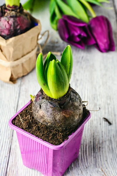 Stillleben mit Blumen — Stockfoto