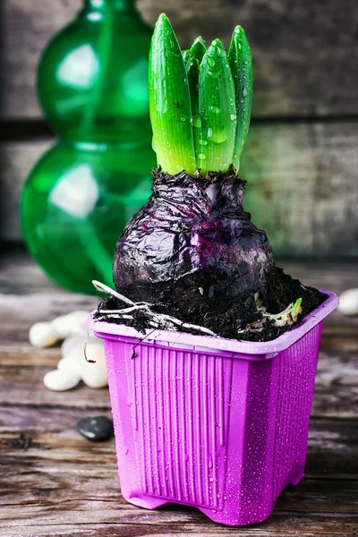 Growing spring hyacinth — Stock Photo, Image