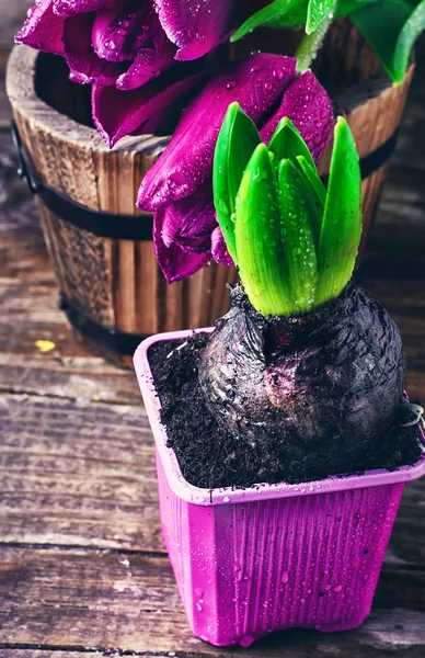Прорастающая гиацинт и тюльпан — стоковое фото