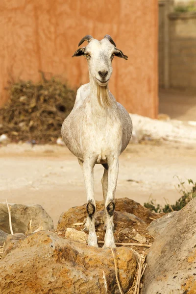 Bearded goat staring — Stock Photo, Image