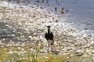 Spur-winged plover clipart